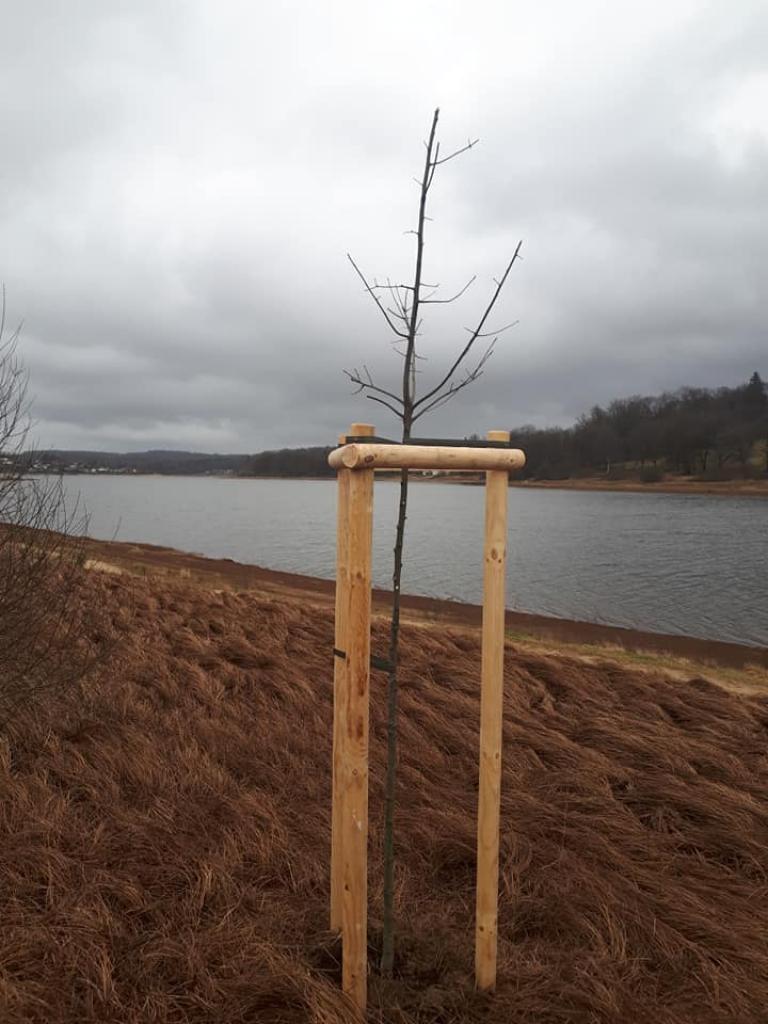 Travaux de plantation aux abords du lac de Bouzey, avec plusieurs essences plantées.